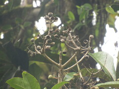 Aniba robusta