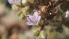 Phacelia crenulata minutiflora