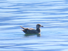 Larus glaucoides thayeri