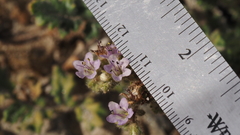Phacelia crenulata minutiflora