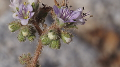 Phacelia crenulata minutiflora