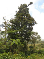 Aniba robusta