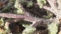 Phacelia crenulata minutiflora