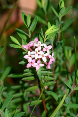 Pimelea alpina