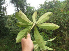Aniba robusta