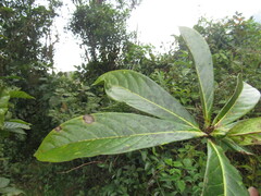 Aniba robusta