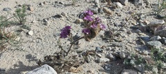 Phacelia crenulata minutiflora