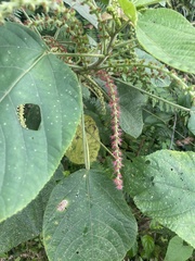 Acalypha hispida