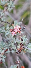 Eriogonum wrightii dentatum