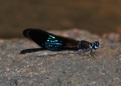 Euphaea subcostalis