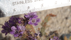Phacelia crenulata minutiflora