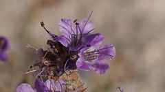 Phacelia crenulata minutiflora