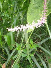 Phytolacca rivinoides