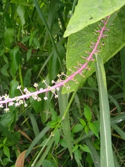 Phytolacca rivinoides
