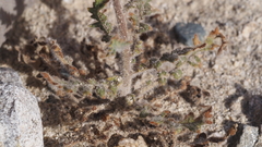 Phacelia crenulata minutiflora