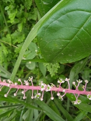 Phytolacca rivinoides