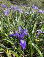 Iris douglasiana