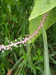 Phytolacca rivinoides