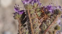 Phacelia crenulata minutiflora