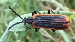 Morpholycus monilicornis