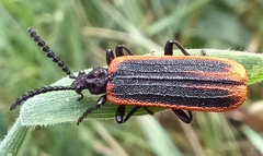 Morpholycus monilicornis