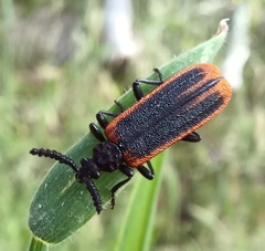 Morpholycus monilicornis