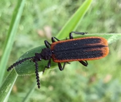 Morpholycus monilicornis