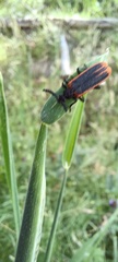 Morpholycus monilicornis