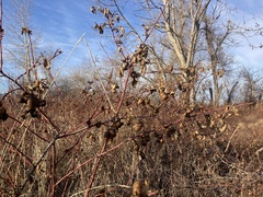 Diplolepis variabilis