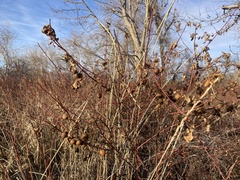 Diplolepis variabilis