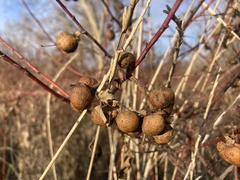 Diplolepis variabilis