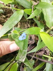 Commelina diffusa