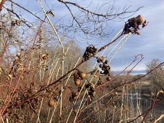 Diplolepis variabilis