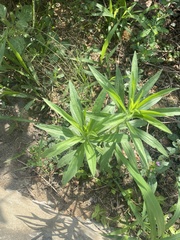 Dysphania ambrosioides