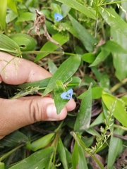 Commelina diffusa