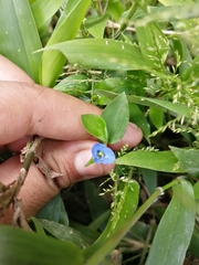 Commelina diffusa