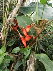 Heliconia stricta