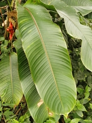 Heliconia stricta