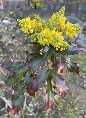 Berberis pinnata