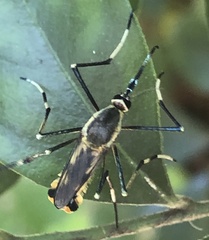 Toxorhynchites speciosus
