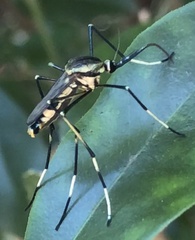 Toxorhynchites speciosus