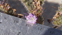 Phacelia crenulata minutiflora