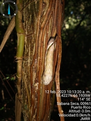 Xylophanes chiron