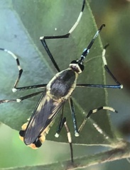 Toxorhynchites speciosus
