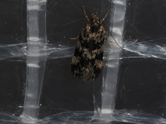 Barea eucapnodes