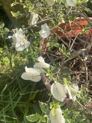 Bougainvillea