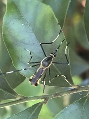 Toxorhynchites speciosus