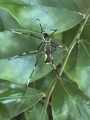 Toxorhynchites speciosus