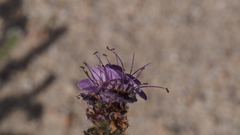 Phacelia crenulata minutiflora