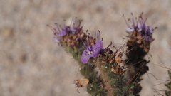 Phacelia crenulata minutiflora